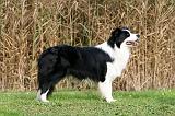 BORDER COLLIE 1388